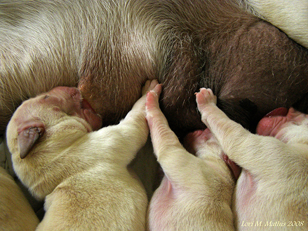 Newborn Labrador pups