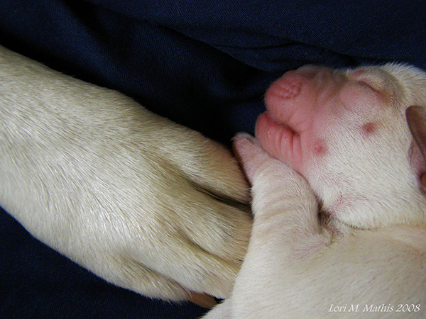 Newborn Labrador pup and mother's paw