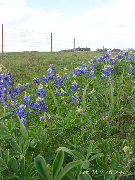 Bluebonnets in the Hill Country of Texas