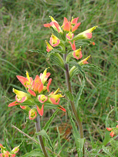 Indian Paintbrush in the Hill Country of Texas
