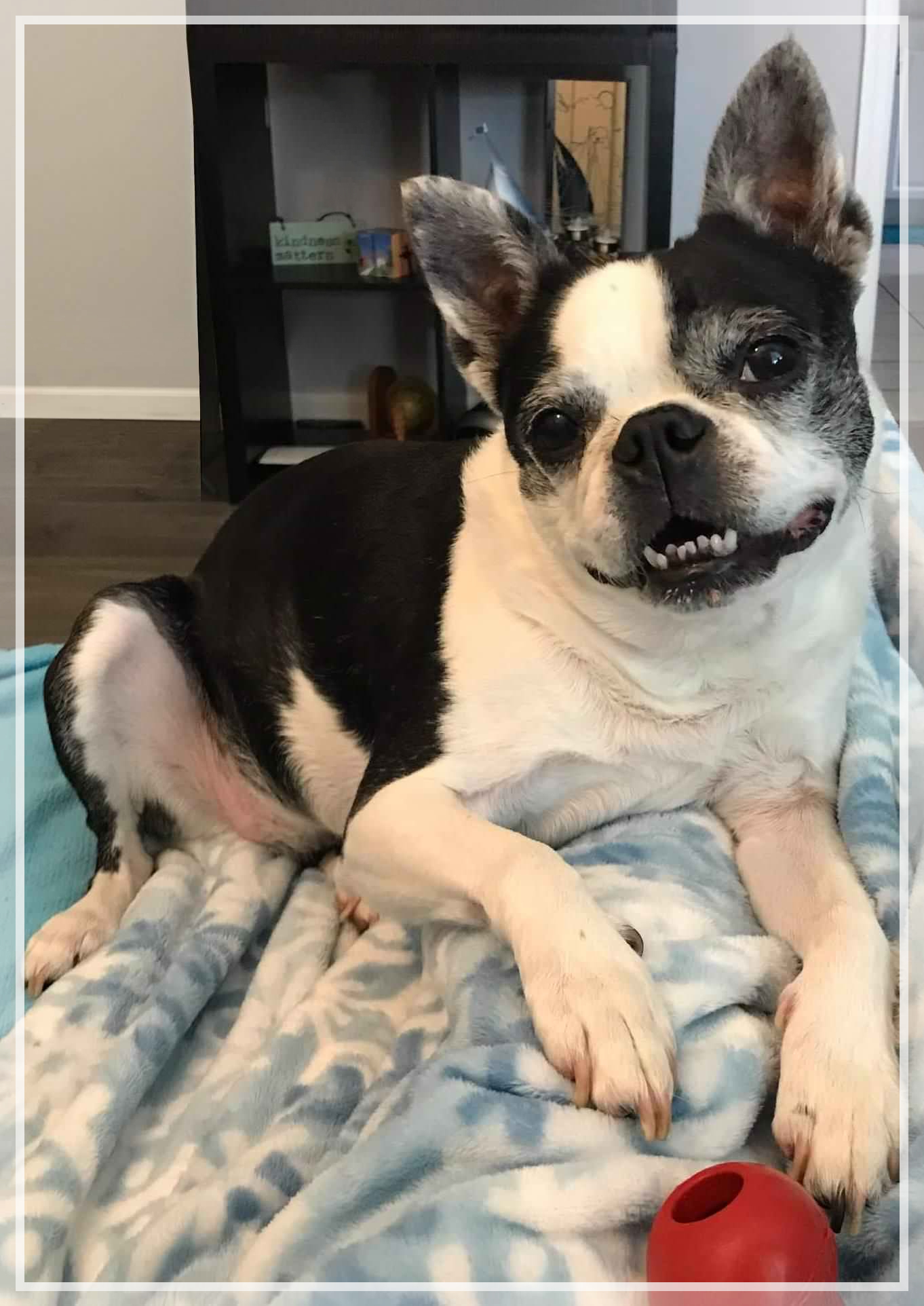 Beautiful elder black and white Boston Terrier smiling